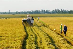 Những lưu ý trước khi mua đất nông nghiệp?